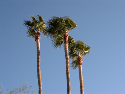 PalmTree