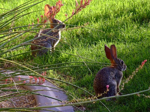 Rabbits